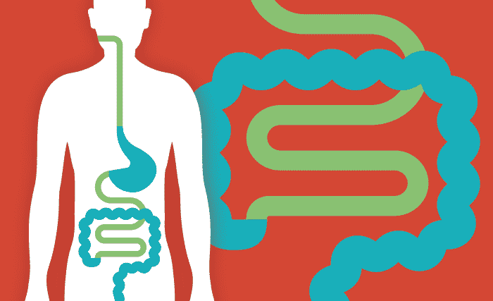 Gut Bacteria and Obesity (Introducing Probiotic Ultra!)