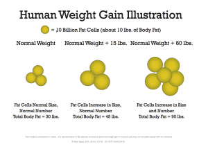 Human Weight Gain Illustration by Dr. Rick Tague