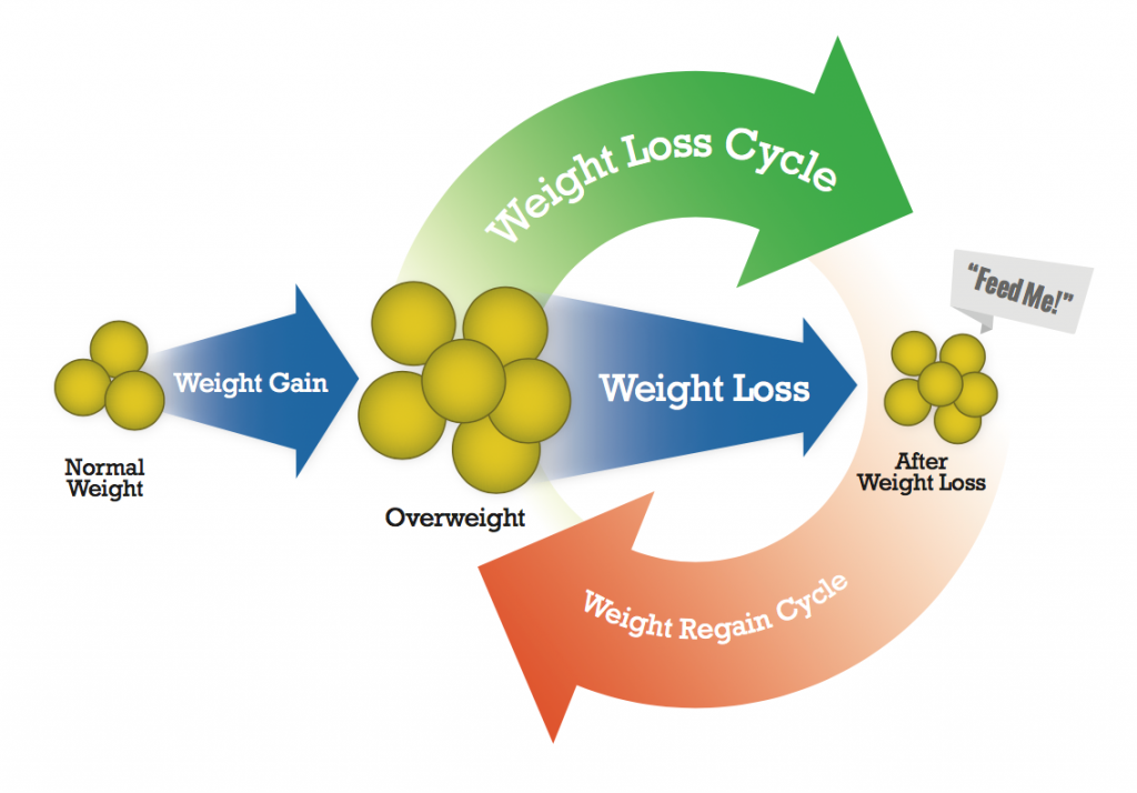 Weight Loss Cycle and Fat Cell Life Span by Rick Tague, MD